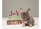 Find Your Perfect French Bulldog Puppy at Pure French Bulldog