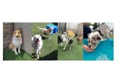 Best Dog Boarding in Oklahoma City and Moore, OK