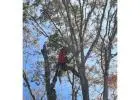 Best Service for Tree Removal in Munford