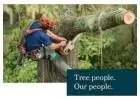 Efficient and Professional Tree Removal Services on the Mornington Peninsula