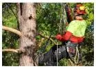 Best Service for Tree Lopping in Eglinton