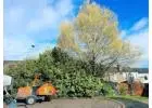 Best Tree Removal Service in Appley Bridge