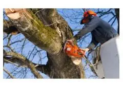 Best service for Tree Removal in Ballantrae