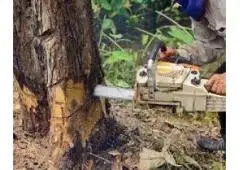 Get the Best Service for Tree Removal in Beechwood