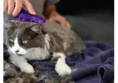 Best Service for Cat Grooming in St Heliers