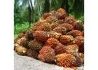 Organic or Certified Sustainable Palm Oil