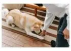 Best Dog Behaviour Training in Coogee