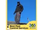Rodent Pest Solutions | 365 Pest Control | Effective Rodent Pest Solutions