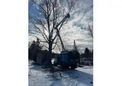 Best Tree Removal Services in Val Caron