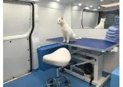 Best Service for Mobile Cat Grooming in Kirby Knowle