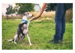 Best Service for Dog Behaviour Training in Allambie Heights