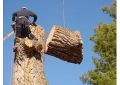 Best Service for Tree Removal in St Thomas