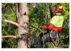 Best service for Tree Lopping in Forest Lake