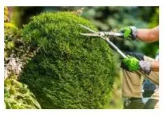 Best service for Tree Trimming in Grimsby