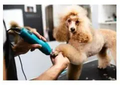Best Service for Dog Grooming in Haversham
