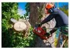 Best Tree Services in Mount Martha