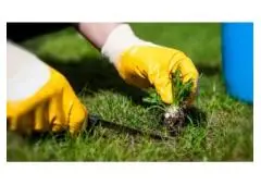 Best service for Garden Maintenance in Cashel
