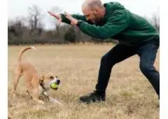 Best training for Dog Reactivity in Neelys Bend