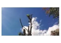 Want Best service for Tree Lopping in Stockton?