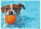 What is the Cost of your Dog bathing Service?