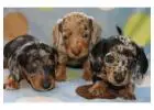 Mini Dachshund puppies for sale with 50% Discount Available